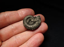 Load image into Gallery viewer, Crucilobiceras pyrite ammonite fossil (27mm)
