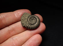 Load image into Gallery viewer, Large Crucilobiceras pyrite ammonite fossil (29mm)
