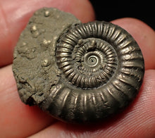 Load image into Gallery viewer, Large Crucilobiceras pyrite ammonite fossil (29mm)
