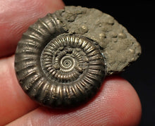 Load image into Gallery viewer, Large Crucilobiceras pyrite ammonite fossil (29mm)
