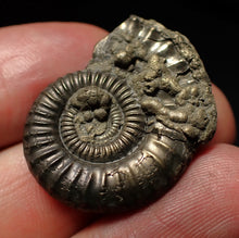 Load image into Gallery viewer, Large Crucilobiceras pyrite ammonite fossil (29mm)
