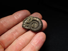 Load image into Gallery viewer, Large Crucilobiceras pyrite ammonite fossil (29mm)

