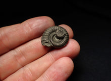 Load image into Gallery viewer, Crucilobiceras pyrite ammonite fossil (22mm)
