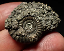 Load image into Gallery viewer, Large Crucilobiceras pyrite ammonite fossil (32mm)
