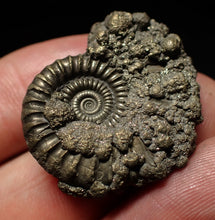 Load image into Gallery viewer, Large Crucilobiceras pyrite ammonite fossil (32mm)
