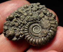 Load image into Gallery viewer, Large Crucilobiceras pyrite ammonite fossil (32mm)
