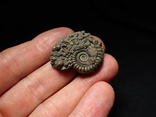 Load image into Gallery viewer, Large Crucilobiceras pyrite ammonite fossil (32mm)
