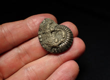 Load image into Gallery viewer, Large Crucilobiceras pyrite ammonite fossil (31mm)
