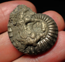 Load image into Gallery viewer, Large Crucilobiceras pyrite ammonite fossil (31mm)
