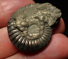 Load image into Gallery viewer, Large Crucilobiceras pyrite ammonite fossil (31mm)
