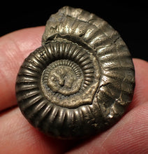 Load image into Gallery viewer, Large Crucilobiceras pyrite ammonite fossil (31mm)
