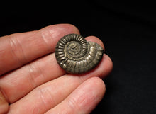 Load image into Gallery viewer, Large Crucilobiceras pyrite ammonite fossil (31mm)
