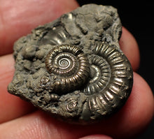 Load image into Gallery viewer, Large Crucilobiceras pyrite ammonite fossil (31mm)
