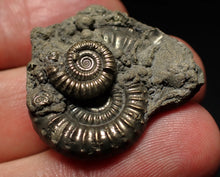Load image into Gallery viewer, Large Crucilobiceras pyrite ammonite fossil (31mm)
