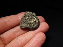 Load image into Gallery viewer, Large Crucilobiceras pyrite ammonite fossil (31mm)
