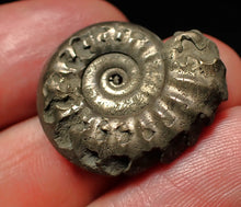 Load image into Gallery viewer, Tropidoceras pyrite ammonite fossil (25 mm)
