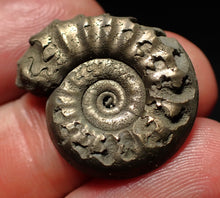 Load image into Gallery viewer, Tropidoceras pyrite ammonite fossil (25 mm)
