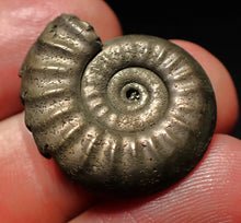 Load image into Gallery viewer, Tropidoceras pyrite ammonite fossil (25 mm)
