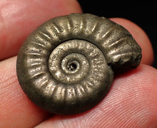 Load image into Gallery viewer, Tropidoceras pyrite ammonite fossil (25 mm)
