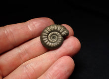 Load image into Gallery viewer, Tropidoceras pyrite ammonite fossil (25 mm)

