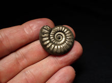 Load image into Gallery viewer, Tropidoceras pyrite ammonite fossil (29 mm)
