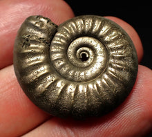 Load image into Gallery viewer, Tropidoceras pyrite ammonite fossil (29 mm)
