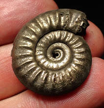 Load image into Gallery viewer, Tropidoceras pyrite ammonite fossil (29 mm)
