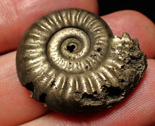 Load image into Gallery viewer, Tropidoceras pyrite ammonite fossil (29 mm)
