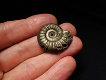 Load image into Gallery viewer, Tropidoceras pyrite ammonite fossil (29 mm)
