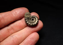 Load image into Gallery viewer, Pyrite Eteoderoceras (Eoderoceras) ammonite fossil (24mm)
