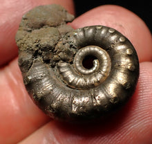 Load image into Gallery viewer, Pyrite Eteoderoceras (Eoderoceras) ammonite fossil (24mm)
