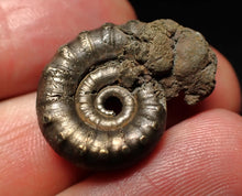 Load image into Gallery viewer, Pyrite Eteoderoceras (Eoderoceras) ammonite fossil (24mm)
