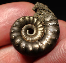 Load image into Gallery viewer, Pyrite Eteoderoceras (Eoderoceras) ammonite fossil (24mm)
