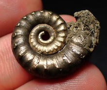Load image into Gallery viewer, Pyrite Eteoderoceras (Eoderoceras) ammonite fossil (24mm)
