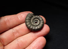 Load image into Gallery viewer, Pyrite Eteoderoceras (Eoderoceras) ammonite fossil (29mm)
