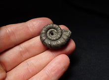 Load image into Gallery viewer, Pyrite Eteoderoceras (Eoderoceras) ammonite fossil (29mm)
