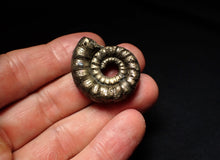 Load image into Gallery viewer, Pyrite Eteoderoceras (Eoderoceras) ammonite fossil (33mm)
