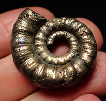 Load image into Gallery viewer, Pyrite Eteoderoceras (Eoderoceras) ammonite fossil (33mm)

