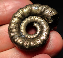 Load image into Gallery viewer, Pyrite Eteoderoceras (Eoderoceras) ammonite fossil (33mm)
