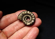 Load image into Gallery viewer, Pyrite Eteoderoceras (Eoderoceras) ammonite fossil (33mm)
