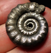 Load image into Gallery viewer, Pyrite Eteoderoceras (Eoderoceras) ammonite fossil (29mm)
