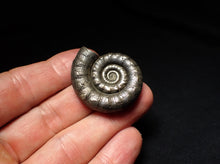 Load image into Gallery viewer, Pyrite Eteoderoceras (Eoderoceras) ammonite fossil (36mm)
