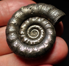 Load image into Gallery viewer, Pyrite Eteoderoceras (Eoderoceras) ammonite fossil (36mm)
