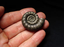 Load image into Gallery viewer, Pyrite Eteoderoceras (Eoderoceras) ammonite fossil (36mm)
