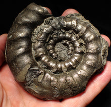 Load image into Gallery viewer, Large chunky pyrite Eteoderoceras (Eoderoceras) ammonite fossil (92mm)

