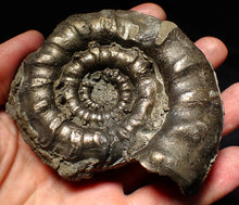 Load image into Gallery viewer, Large chunky pyrite Eteoderoceras (Eoderoceras) ammonite fossil (92mm)
