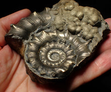 Load image into Gallery viewer, Large chunky pyrite Eteoderoceras (Eoderoceras) ammonite fossil (105mm)
