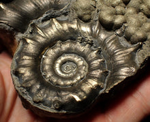 Load image into Gallery viewer, Large chunky pyrite Eteoderoceras (Eoderoceras) ammonite fossil (105mm)
