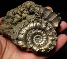Load image into Gallery viewer, Large chunky pyrite Eteoderoceras (Eoderoceras) ammonite fossil (105mm)

