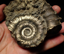 Load image into Gallery viewer, Large chunky pyrite Eteoderoceras (Eoderoceras) ammonite fossil (105mm)
